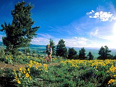 Climbing through Flowers, Bozeman, Montana